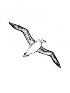 Albatross coloring page - picture 14