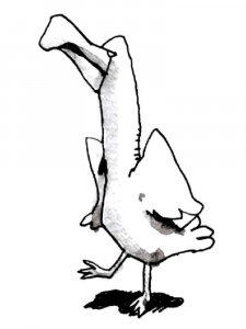 Albatross coloring page - picture 15