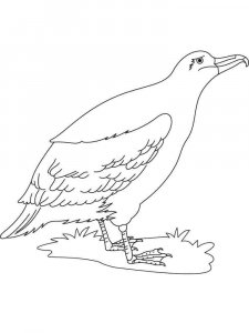 Albatross coloring page - picture 4