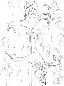 Albatross coloring page - picture 5