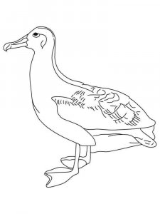 Albatross coloring page - picture 6
