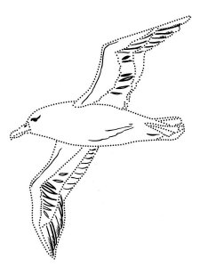Albatross coloring page - picture 17