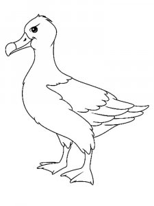 Albatross coloring page - picture 18