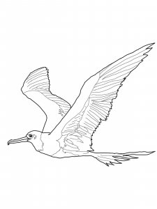 Albatross coloring page - picture 19