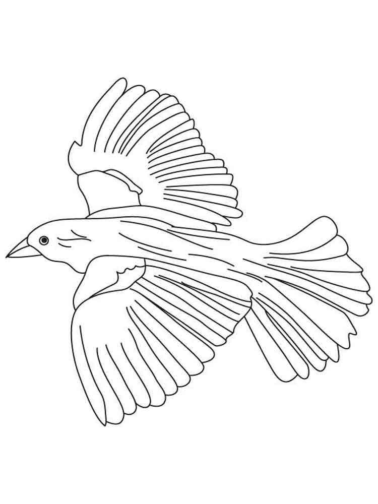 Blackbird Coloring Pages Download Print Birds 7 Red
