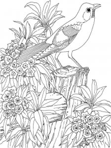 Blackbird coloring page - picture 3