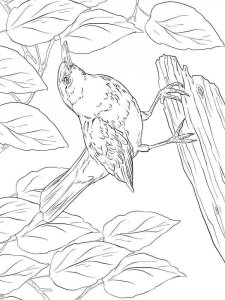 Blackbird coloring page - picture 5