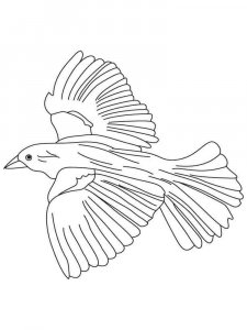 Blackbird coloring page - picture 7