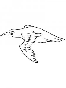 Blackbird coloring page - picture 8