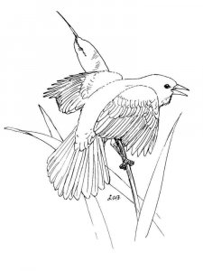 Blackbird coloring page - picture 9