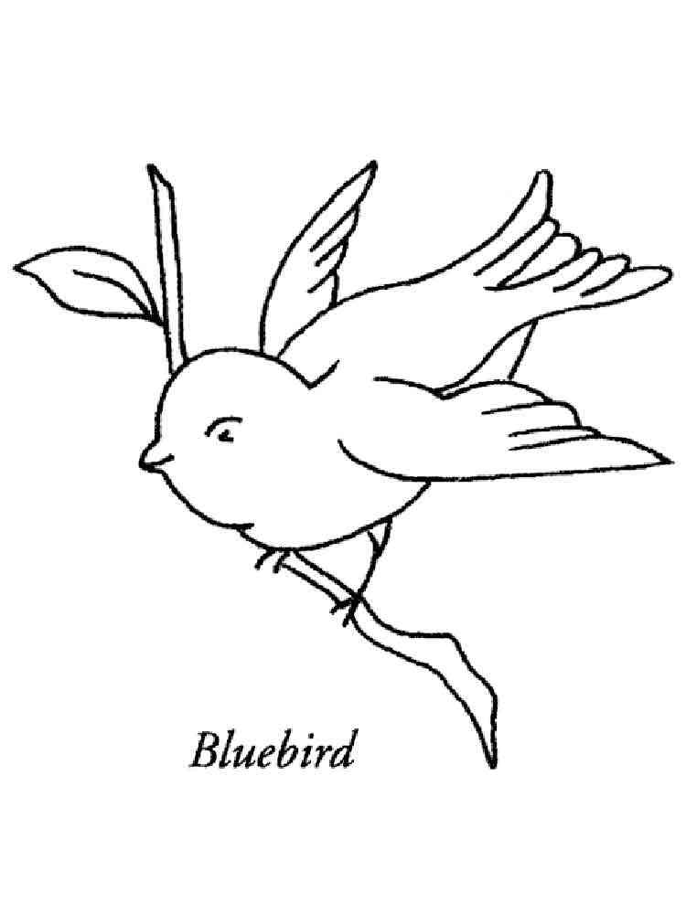 Bluebird Coloring Pages Download Print Birds 10 Animals