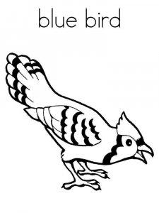 Bluebird coloring page - picture 1