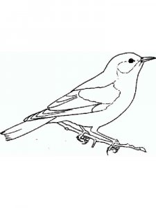 Bluebird coloring page - picture 11