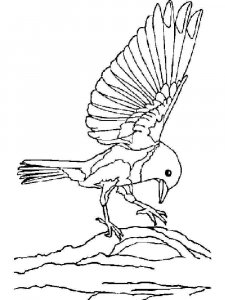 Bluebird coloring page - picture 12