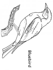 Bluebird coloring page - picture 2