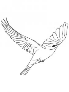 Bluebird coloring page - picture 3