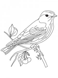 Bluebird coloring page - picture 4