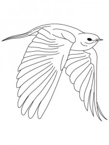 Bluebird coloring page - picture 6
