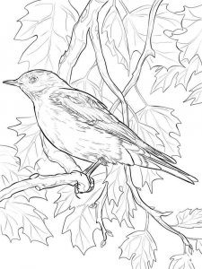 Bluebird coloring page - picture 7