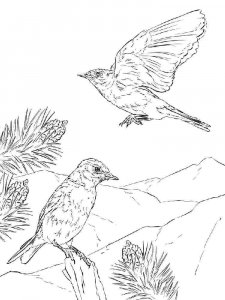 Bluebird coloring page - picture 8