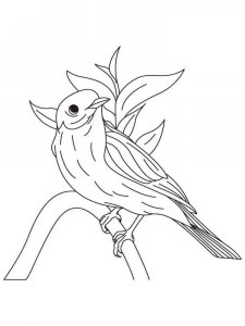Bluebird coloring page - picture 9