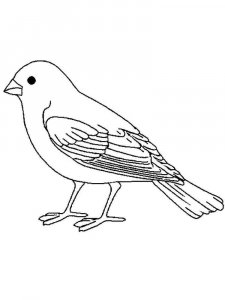 Canary coloring page - picture 1