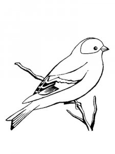 Canary coloring page - picture 12