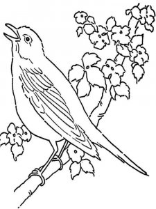 Canary coloring page - picture 3