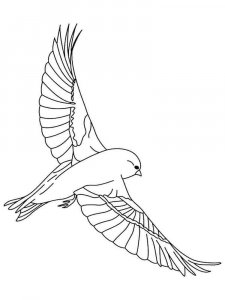 Canary coloring page - picture 4