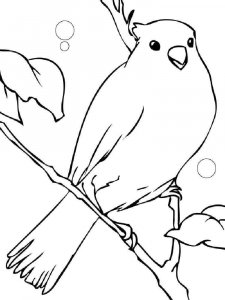 Canary coloring page - picture 5