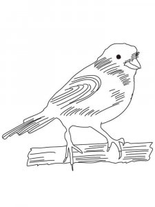 Canary coloring page - picture 6