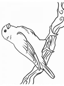Canary coloring page - picture 8