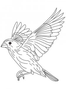 Canary coloring page - picture 9