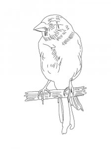 Canary coloring page - picture 14