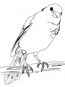 Canary coloring page - picture 16