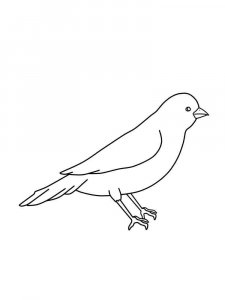 Canary coloring page - picture 17
