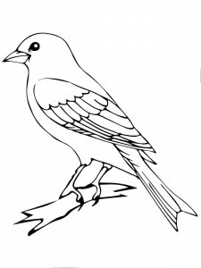 Canary coloring page - picture 18