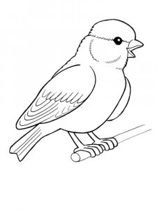 Canary coloring page - picture 19