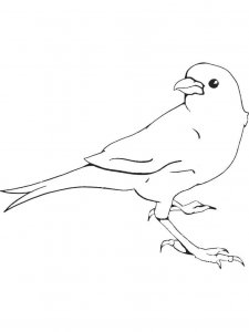 Canary coloring page - picture 20