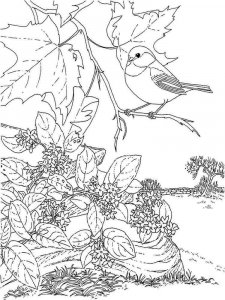 Chickadee coloring page - picture 1