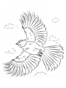 Chickadee coloring page - picture 10