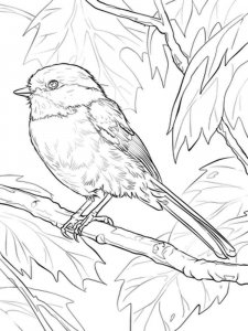 Chickadee coloring page - picture 2