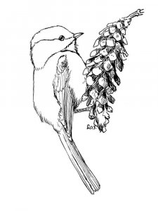 Chickadee coloring page - picture 4