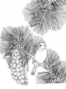 Chickadee coloring page - picture 5