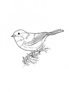 Chickadee coloring page - picture 6