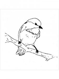 Chickadee coloring page - picture 8