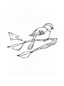 Chickadee coloring page - picture 9