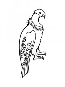 Condors coloring page - picture 12