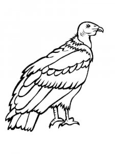 Condors coloring page - picture 13