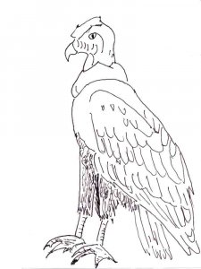 Condors coloring page - picture 2